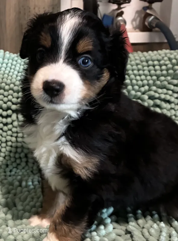 Black tri (white nosed) – Toy Australian Shepherd puppy for sale in Mathis, TX