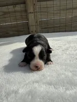 Black Tri (Big Blaze), a male Toy Australian Shepherd for sale in Mathis, TX – 3 of 3