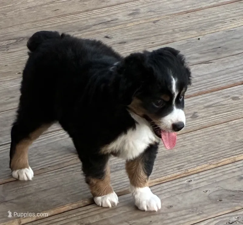 Black tri (white nosed) – Toy Australian Shepherd puppy for sale in Mathis, TX