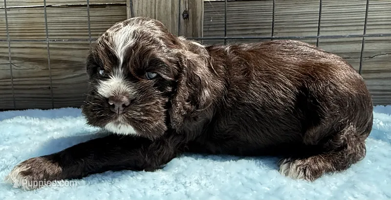 AKC Cocker spaniel male – Cocker Spaniel puppy for sale in Mathis, TX