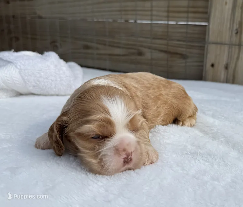 AKC Buff /w white blaze – Cocker Spaniel puppy for sale in Mathis, TX