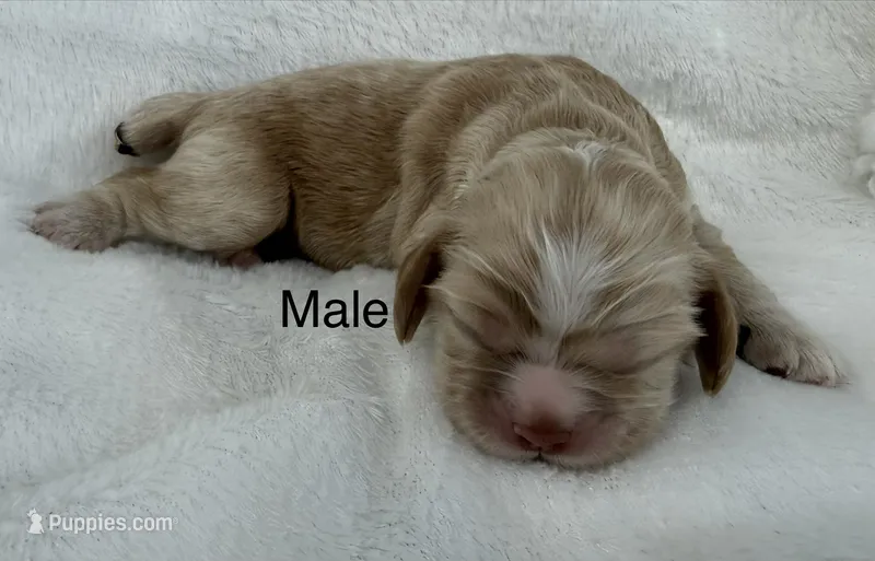Light red cocker – Cocker Spaniel puppy for sale in Mathis, TX