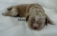 Light red cocker, a male Cocker Spaniel for sale in Mathis, TX – 1 of 1