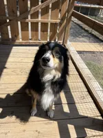 Brady, a male Australian Shepherd for sale in Mathis, TX – 3 of 5
