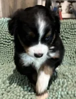 Black tri (white nosed), a male Toy Australian Shepherd for sale in Mathis, TX – 2 of 5
