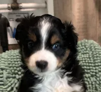 Black tri (white nosed), a male Toy Australian Shepherd for sale in Mathis, TX – 3 of 5