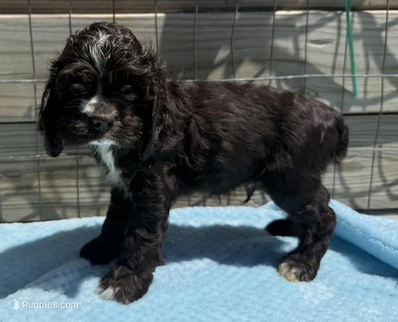 AKC Cocker spaniel male – Cocker Spaniel puppy for sale in Mathis, TX