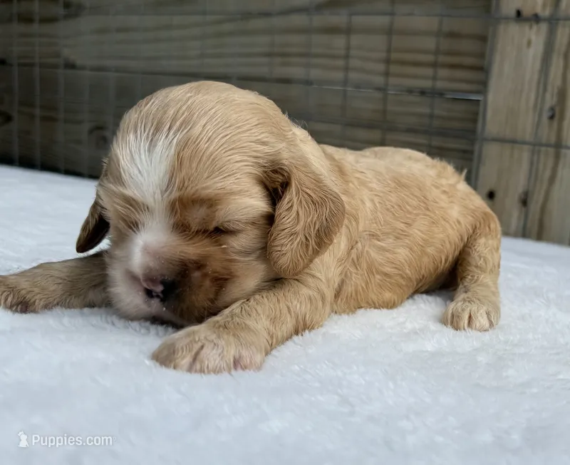 AKC buff w/half brown nose – Cocker Spaniel puppy for sale in Mathis, TX