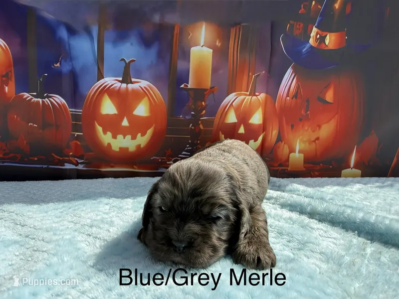 AKC Blue Merle male – Cocker Spaniel puppy for sale in Mathis, TX