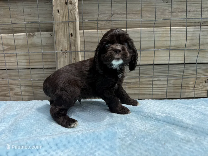 AKC Chocolate cocker – Cocker Spaniel puppy for sale in Mathis, TX