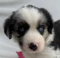 Blue Merle Female, a female Miniature Australian Shepherd for sale in Mathis, TX – 6 of 6