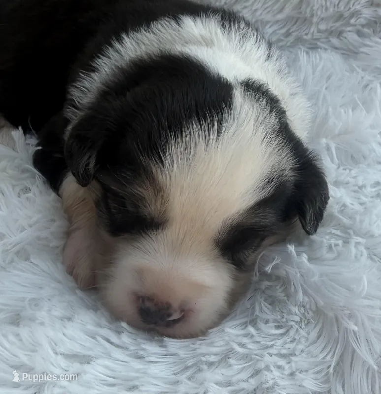 Minimal Merle Female – Miniature Australian Shepherd puppy for sale in Mathis, TX
