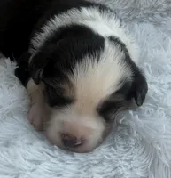 Minimal Merle Female, a female Miniature Australian Shepherd for sale in Mathis, TX – Photo 1 of 3