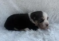 Minimal Merle Female, a female Miniature Australian Shepherd for sale in Mathis, TX – Photo 3 of 3
