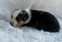 Minimal Merle Female, a female Miniature Australian Shepherd for sale in Mathis, TX – Photo 2 of 3