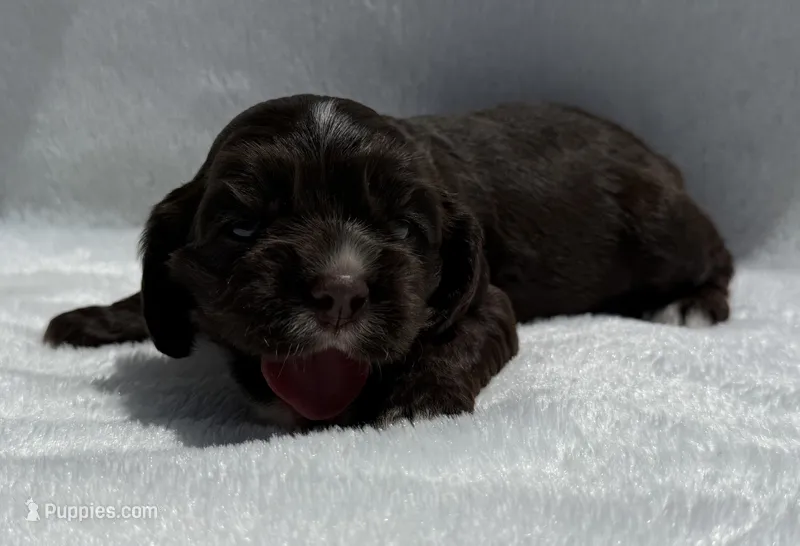 AKC Chocolate cocker – Cocker Spaniel puppy for sale in Mathis, TX