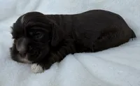 AKC Chocolate cocker, a male Cocker Spaniel for sale in Mathis, TX – 3 of 4