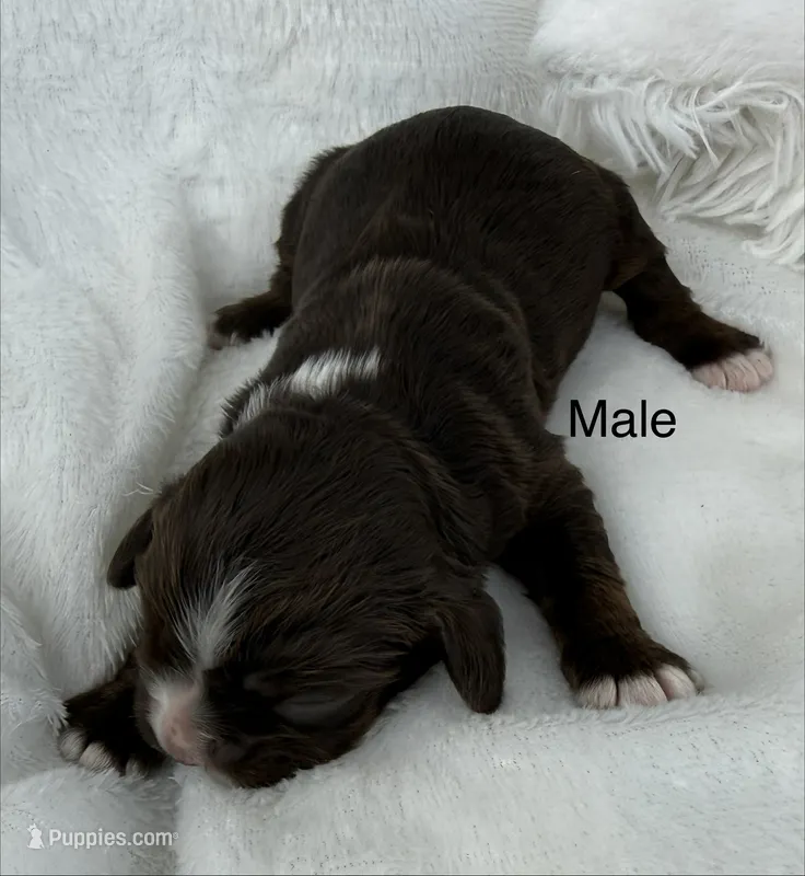Cocker spaniel male – Cocker Spaniel puppy for sale in Mathis, TX