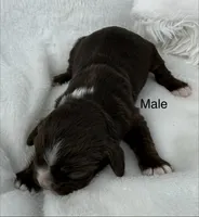 Cocker spaniel male, a male Cocker Spaniel for sale in Mathis, TX – 1 of 1