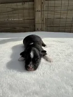 Black tri (dark face), a male Toy Australian Shepherd for sale in Mathis, TX – 3 of 3
