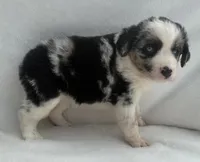 Blue Merle Female, a female Miniature Australian Shepherd for sale in Mathis, TX – 5 of 6