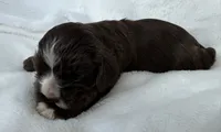 AKC Cocker spaniel male, a male Cocker Spaniel for sale in Mathis, TX – 4 of 4