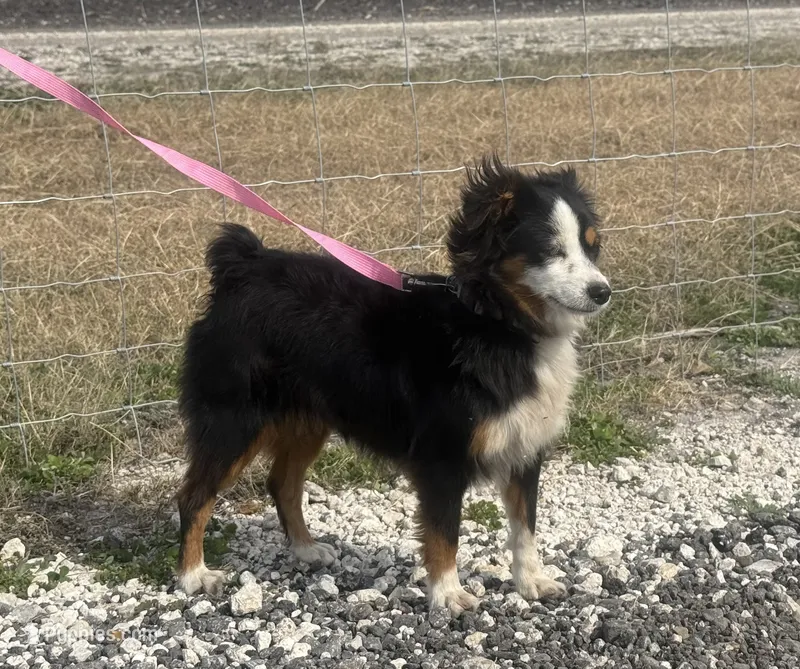 Pebbles (Toy Aussie)