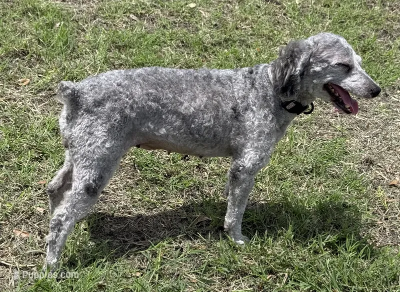 Bonita – Poodle - Miniature  puppy for sale in Mathis, TX