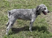 Bonita, a female Poodle - Miniature  for sale in Mathis, TX – 1 of 5