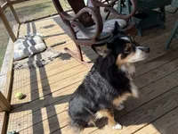 Brady, a male Australian Shepherd for sale in Mathis, TX – 5 of 5