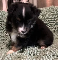 BTM, a male Toy Australian Shepherd for sale in Mathis, TX – 4 of 6