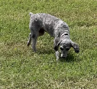 Bonita, a female Poodle - Miniature  for sale in Mathis, TX – 3 of 5