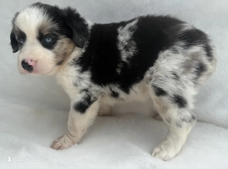 Blue Merle Female – Miniature Australian Shepherd puppy for sale in Mathis, TX