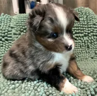 Blue merle, a male Toy Australian Shepherd for sale in Mathis, TX – 1 of 4