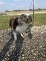 Coconut, a female Miniature Australian Shepherd for sale in Mathis, TX – Photo 2 of 3