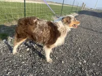 Coconut, a female Miniature Australian Shepherd for sale in Mathis, TX – Photo 3 of 3