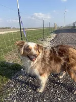 Coconut, a female Miniature Australian Shepherd for sale in Mathis, TX – Photo 1 of 3