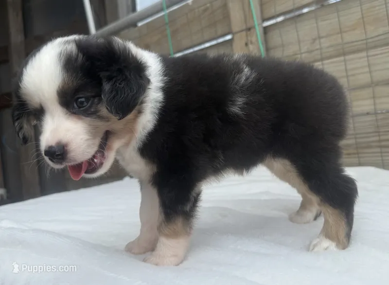 Minimal Merle Female – Miniature Australian Shepherd puppy for sale in Mathis, TX