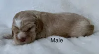 AKC Light red cocker, a male Cocker Spaniel for sale in Mathis, TX – 3 of 4