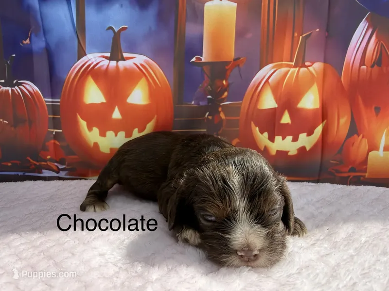 AKC Chocolate Female – Cocker Spaniel puppy for sale in Mathis, TX