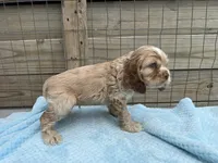 AKC cocker (Buff colored), a male Cocker Spaniel for sale in Mathis, TX – 5 of 10