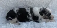 Blue Merle Female, a female Miniature Australian Shepherd for sale in Mathis, TX – Photo 2 of 3