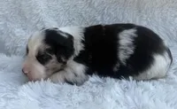 Blue Merle Female, a female Miniature Australian Shepherd for sale in Mathis, TX – Photo 3 of 3