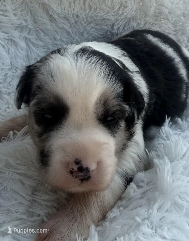 Blue Merle Female – Miniature Australian Shepherd puppy for sale in Mathis, TX