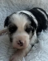 Blue Merle Female, a female Miniature Australian Shepherd for sale in Mathis, TX – Photo 1 of 3