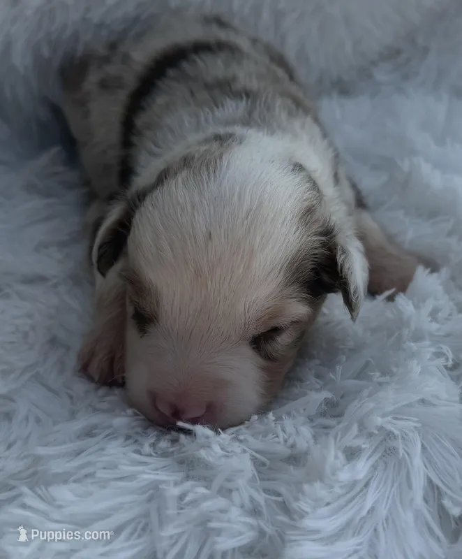 Red Merle Male (Possible Toy/small mini) – Miniature Australian Shepherd puppy for sale in Mathis, TX