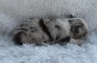 Red Merle Male (Possible Toy/small mini), a male Miniature Australian Shepherd for sale in Mathis, TX – Photo 2 of 3