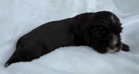 AKC Chocolate cocker, a male Cocker Spaniel for sale in Mathis, TX – 4 of 4