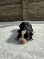 Black Tri (Big Blaze), a male Toy Australian Shepherd for sale in Mathis, TX – 2 of 3