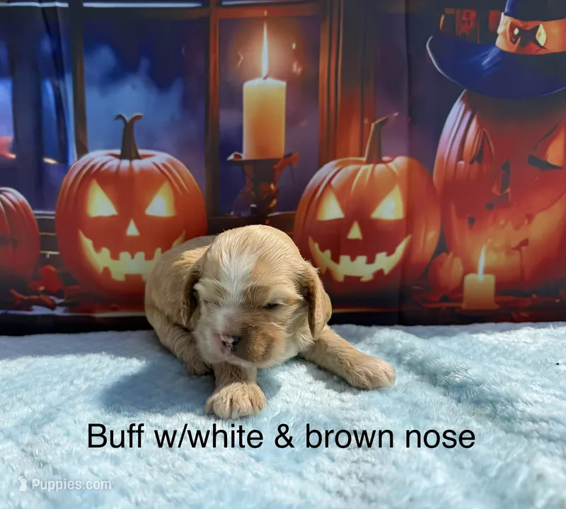 AKC buff w/half brown nose – Cocker Spaniel puppy for sale in Mathis, TX